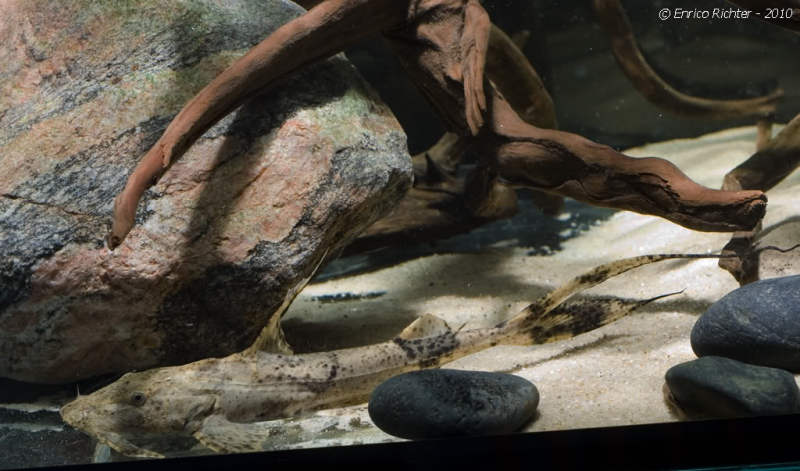 Juvenile from the German aquarium trade.
