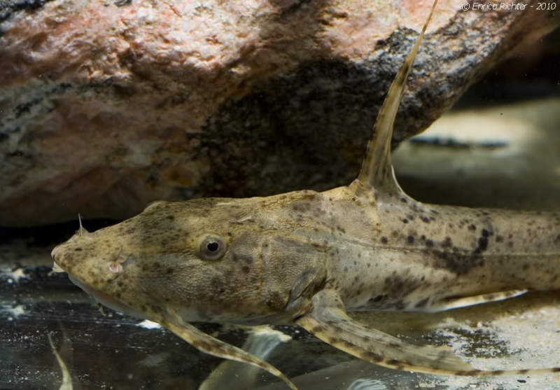 Detail of head and anterior portion of body: juvenile.