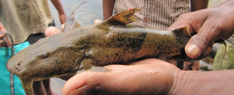 Freshly-collected subadult from Meghalaya state, northeastern India.