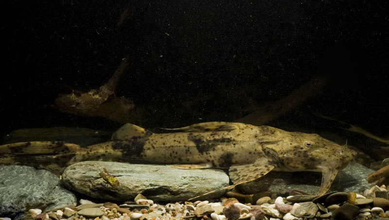 Subadult individual.