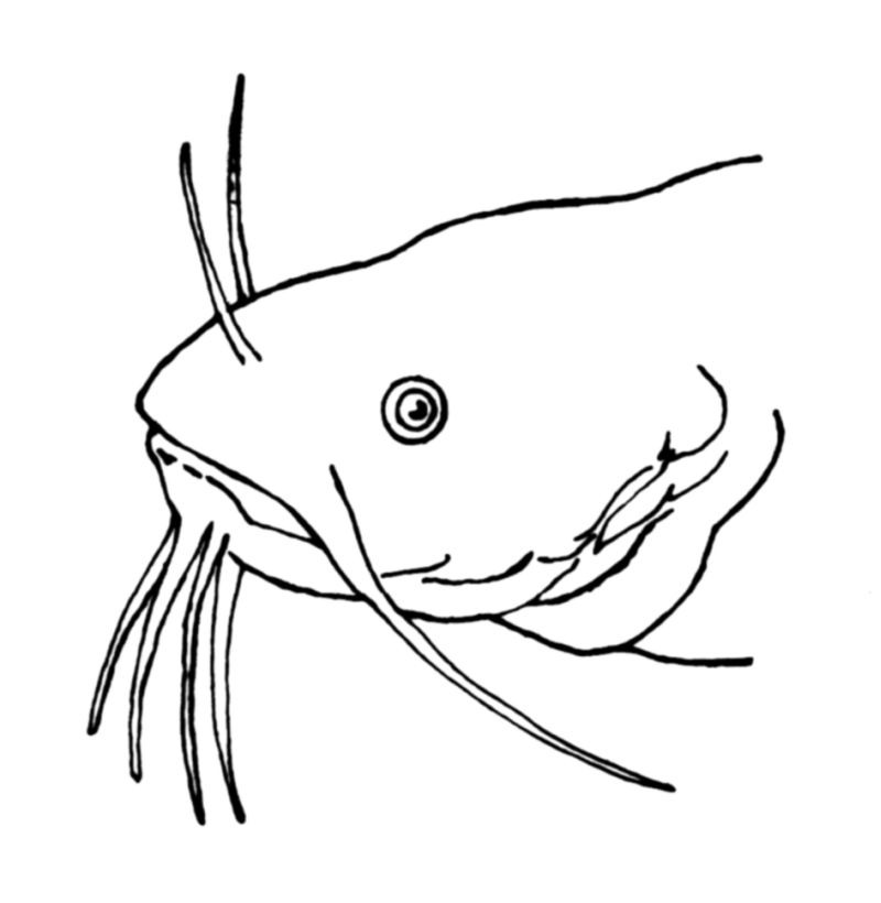 Barbel glossary image