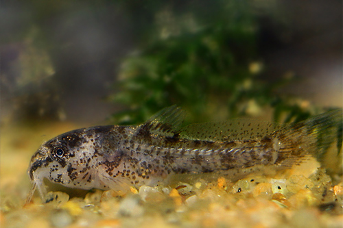 Captive-bred juvenile at 16 days of age.