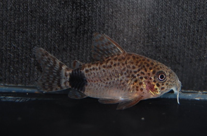 Specimen from the UK aquarium trade.