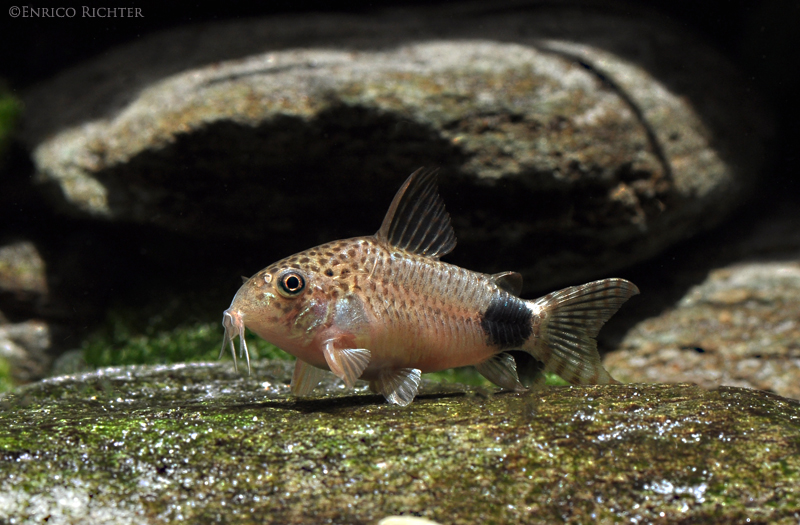 This species is relatively common in the aquarium hobby.