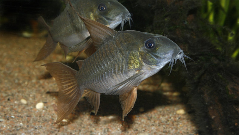 Adult female.
