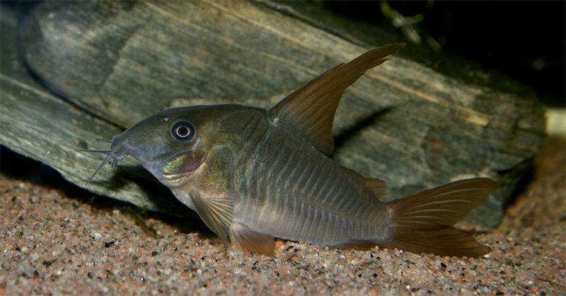 Adult male.