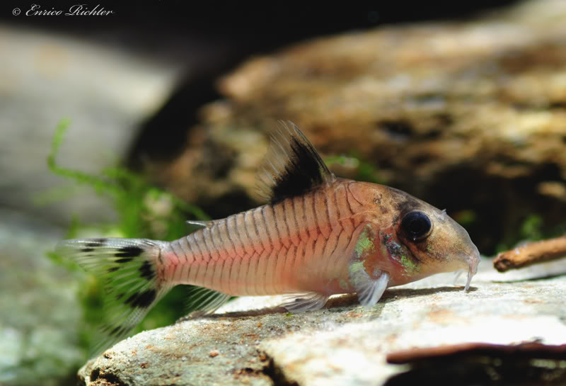 Specimen from the German aquarium trade.