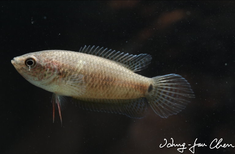 Adult female.