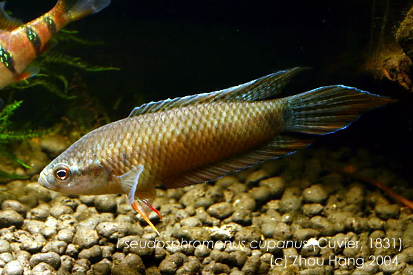 Adult male specimen.