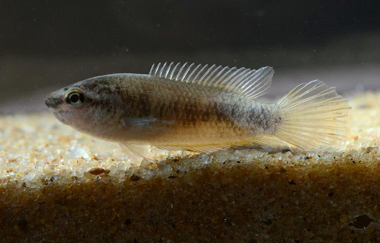 Specimen from Bhawanipatna, Kalahandi, Odisha state, India.