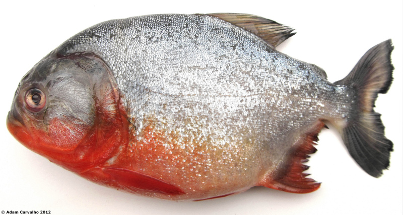 Specimen from the rio Tocantins, Brazil.