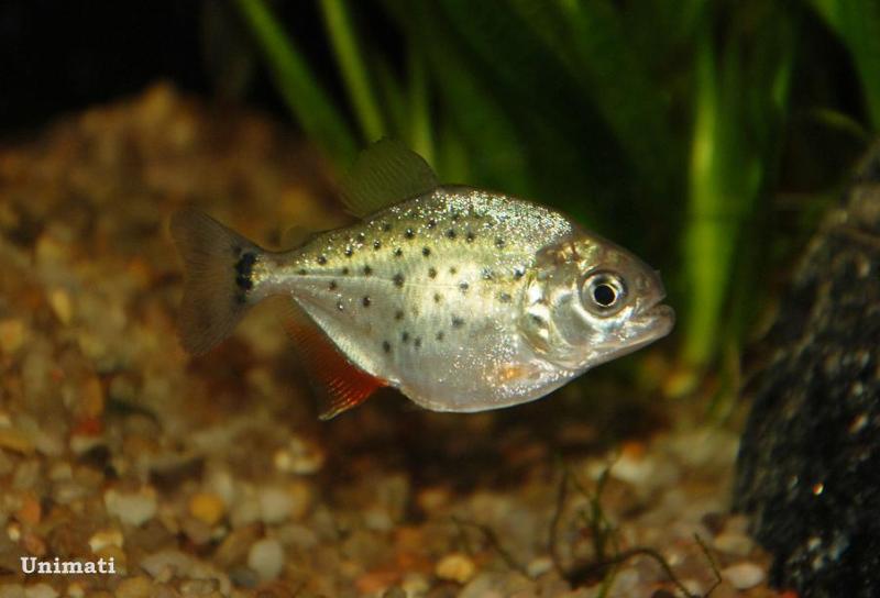 Juvenile from the Danish aquarium trade.
