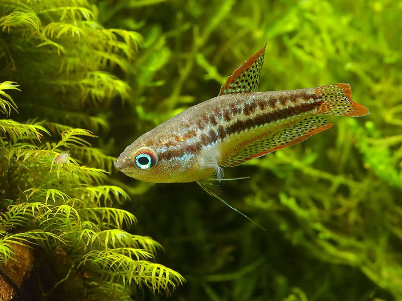 This species does best when offered a diet comprising small live foods such as Daphnia.