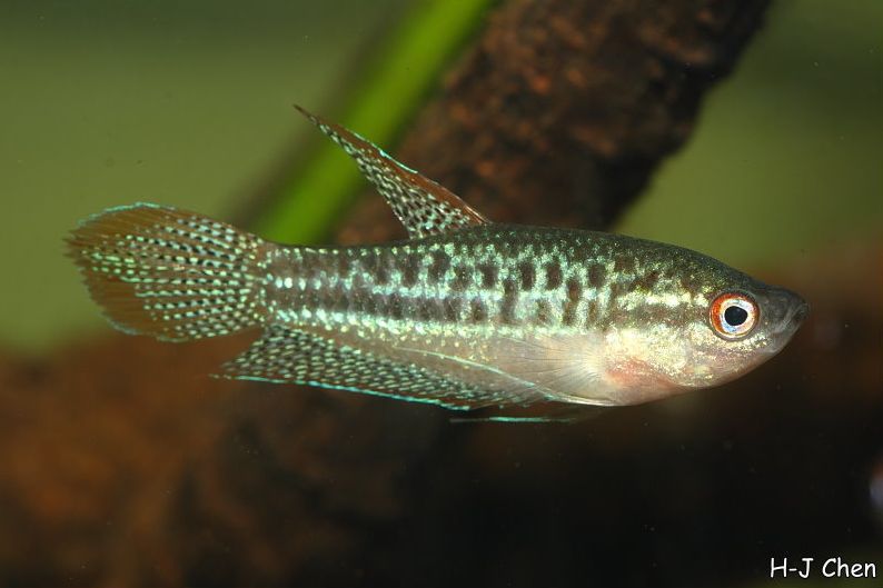 Adult male.