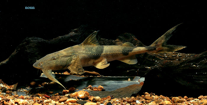 Young specimen from Thailand.