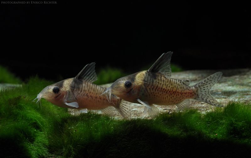 Wild specimens exported from Colombia.