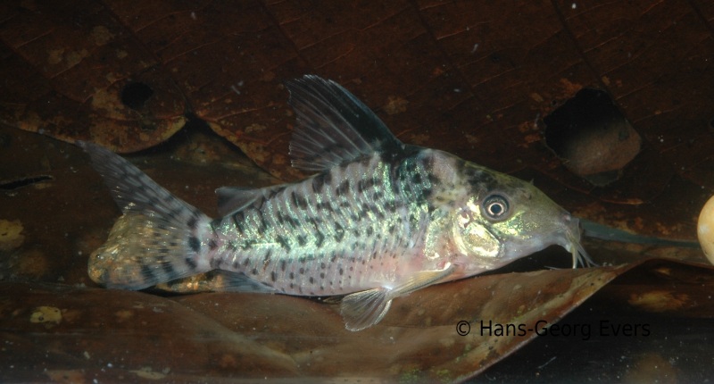 Specimen collected in northeastern Peru.