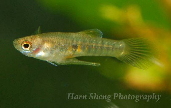 Adult male individual.