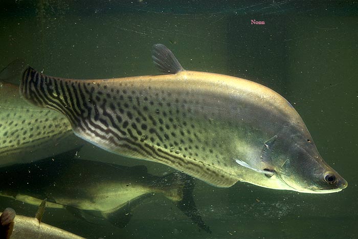 This species can be told apart from congeners by its distinctive colour pattern.
