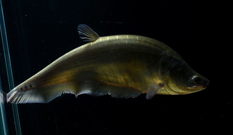 C. chitala differs from C. ornata in that the black spots in the posterior portion of the body are not ocellated.