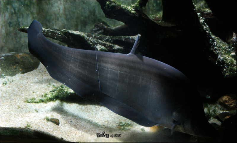 Adult individual in a public aquarium, Malaysia.