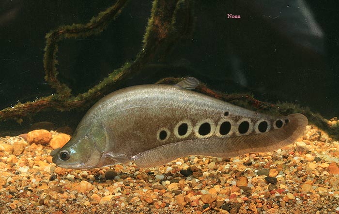Subadult individual.