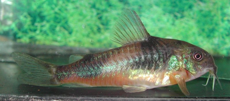 Specimen from the UK aquarium trade.