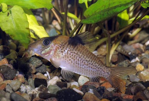 This species appears superficially similar to a number of congeners.