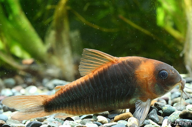Specimen with particularly dark patterning.
