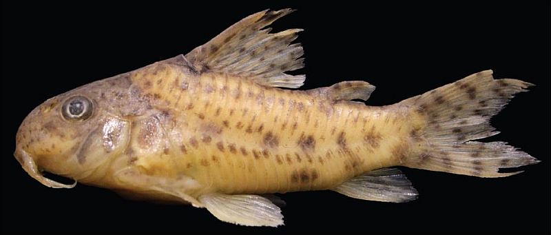 Specimen LBP 14596, 31.6 mm SL.