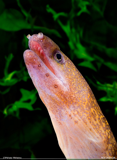 Head detail.