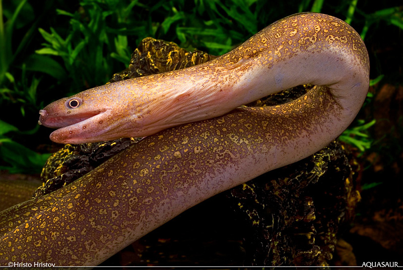 This species is not a true freshwater fish and should be maintained in brackish conditions.
