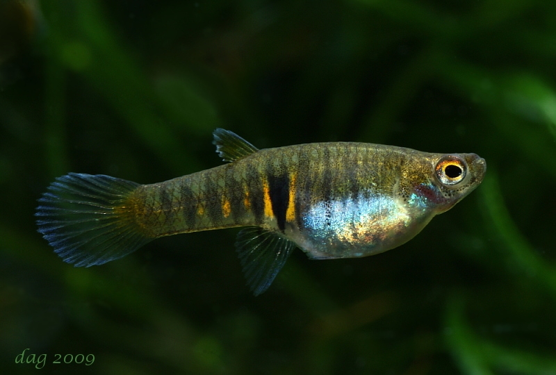 Gravid female specimen.