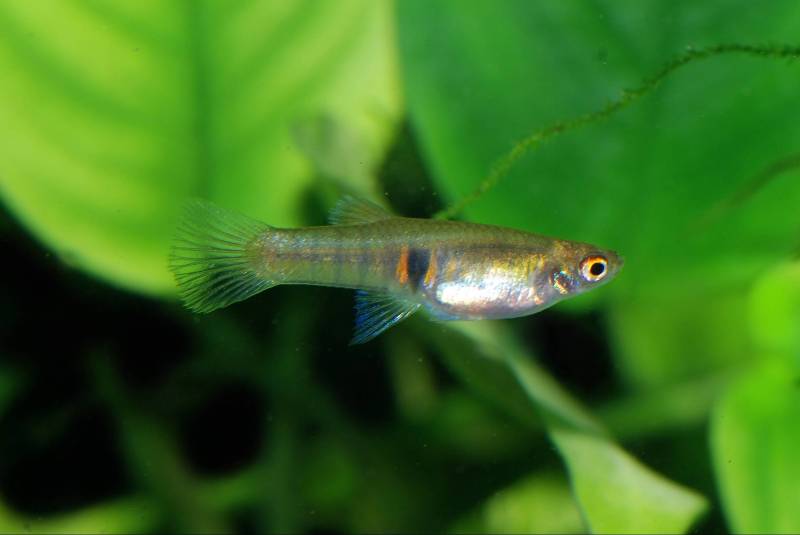 Young female.