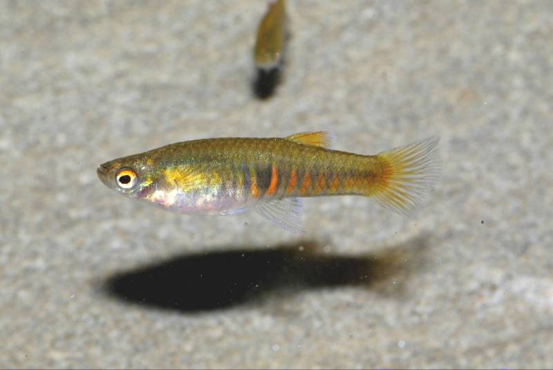 Adult female individual.