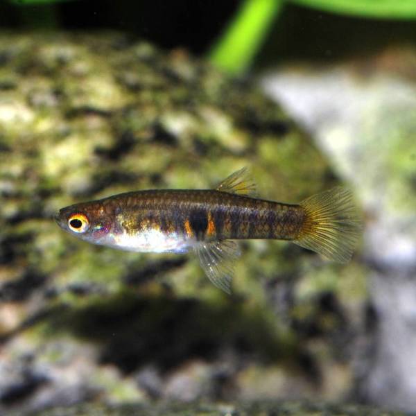 Young female.