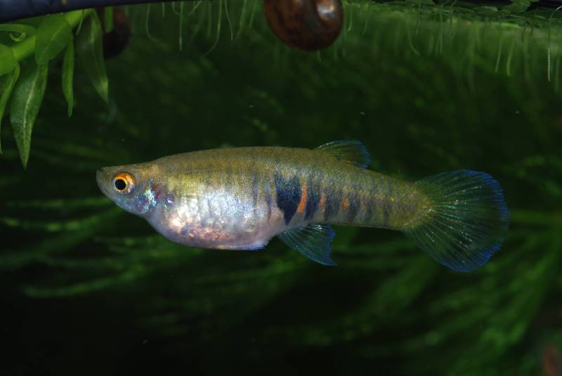 Gravid female.