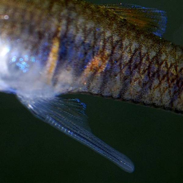Detail of male gonopodium.
