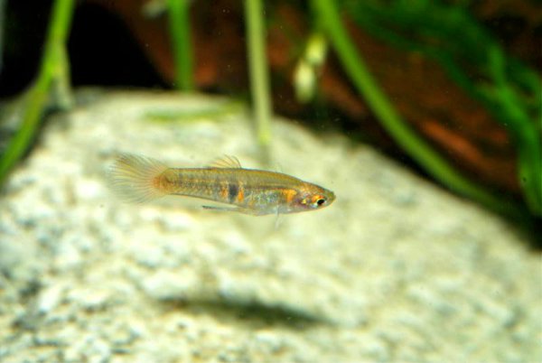Adult male.
