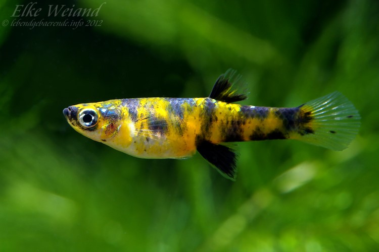 Female of the 'reticulatus auratus' form.
