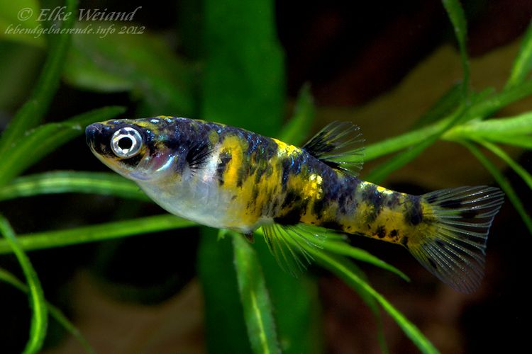 Adult female of the 'reticulatus auratus' form.