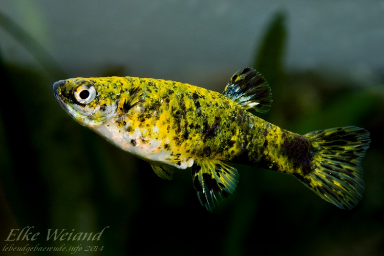 Female of the 'reticulatus auratus' form.