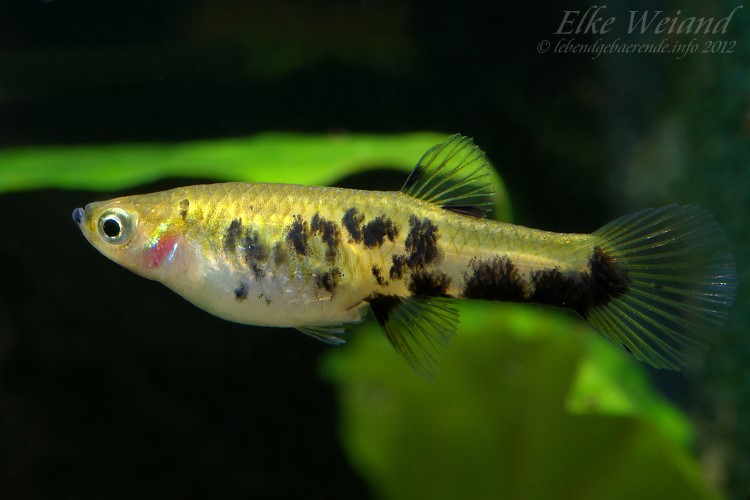 Female of the 'reticulatus auratus' form.
