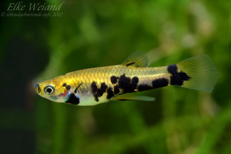 Male of the 'reticulatus auratus' form.