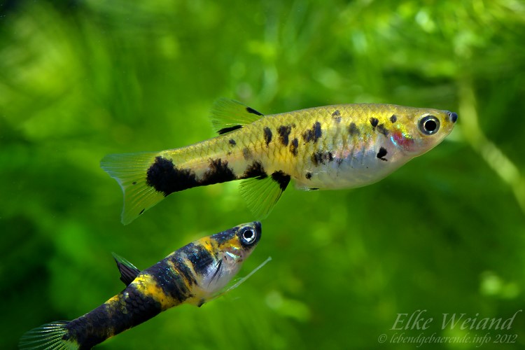 Pair of the 'reticulatus auratus' form; male in nuptial state with gonopodium extended.