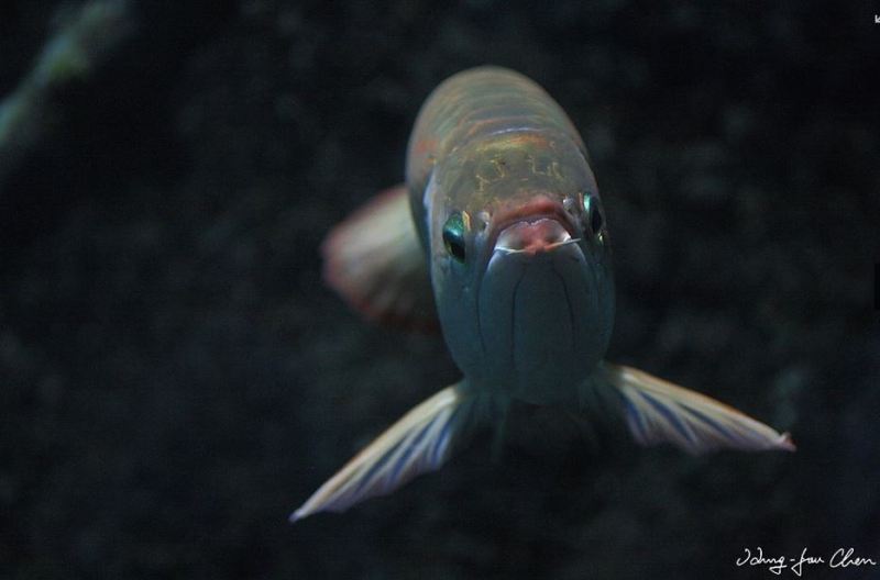 Frontal detail of the 'super red' form.