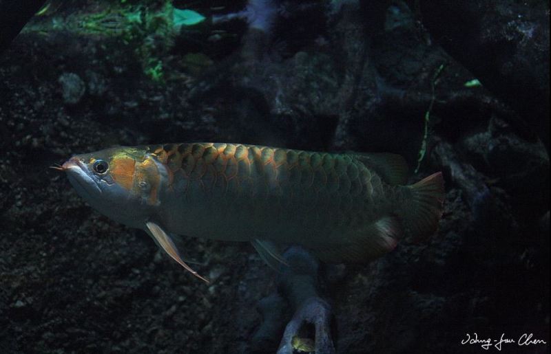 Adult individual of the 'super red' form.