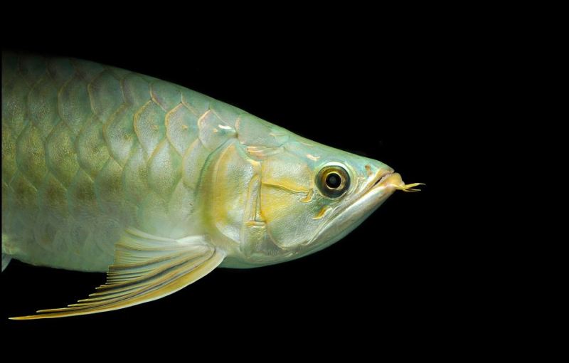 Detail of head and anterior portion of body; 'red tail golden' form.