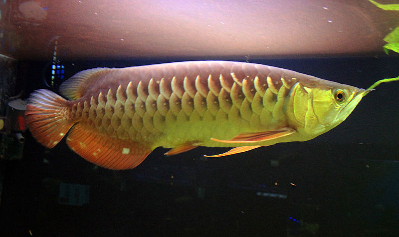 Adult specimen; 'red tail golden' form.
