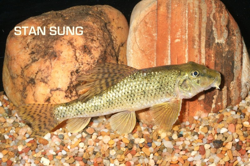 Male individual from the U.S. aquarium trade.